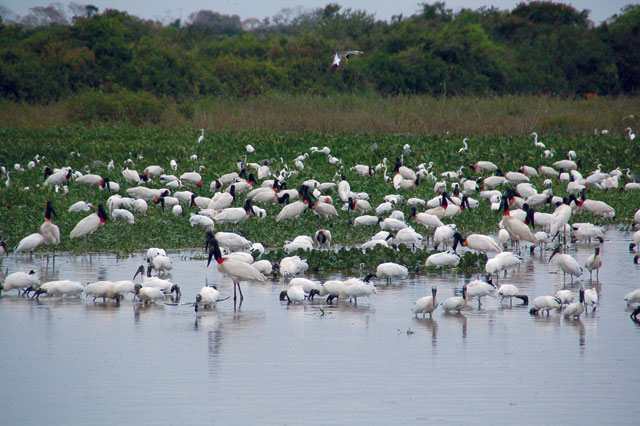 No livro - Tuiuiu, ave típica nas áreas alagadas do Cerrado e Pantanal. Foto : Jenny Bowman