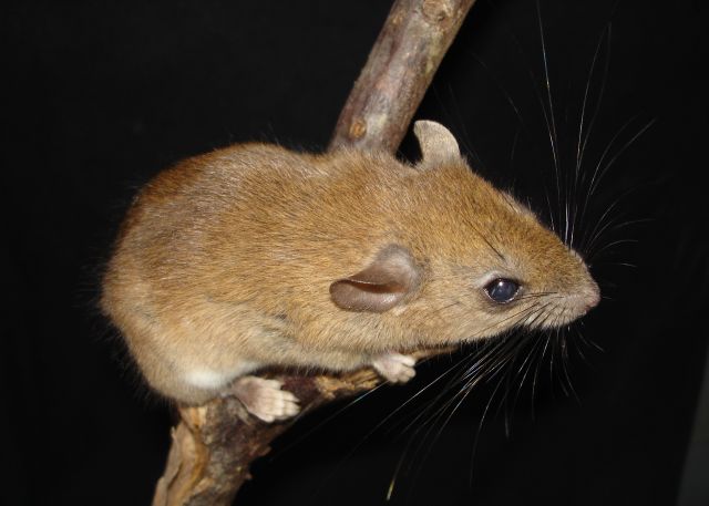 Nova espécie de roedor Rhipidomys ipukensis descoberta na bacia do rio Araguaia por pesquisadores luso-brasileiros. Crédito: Divulgação 