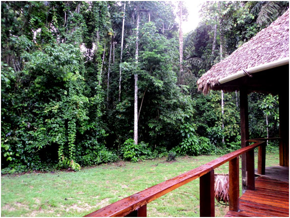 O mato nunca está a mais de cinco ou sete metros dos quartos ou das instalações