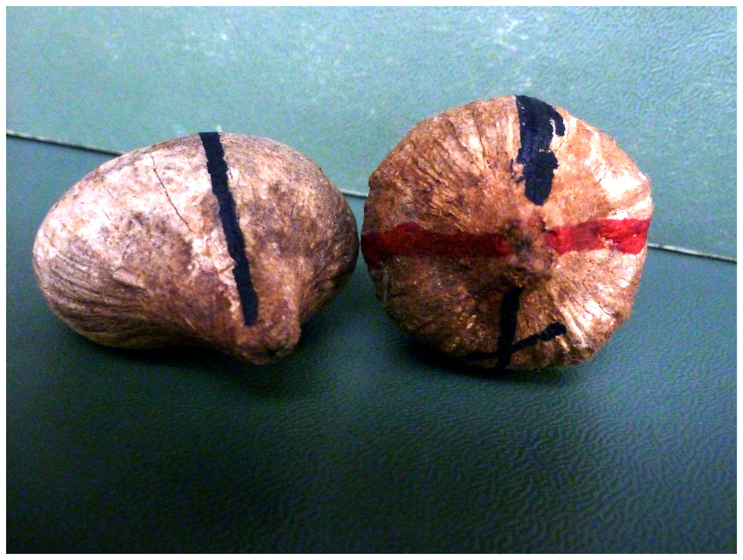 Pesquisadores marcaram nozes de babaçu para comparação posterior com a posição escolhida pelos macacos para quebrá-los. Foto: D. Fragaszy