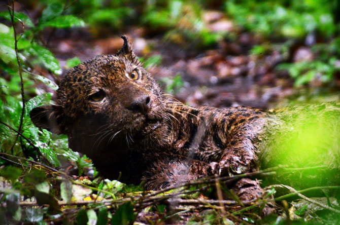 Foto: Brandi Jo Petronio