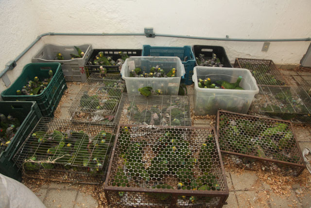 Grades, contentores, gaiolas apertadas aprisionam aves que são retiradas da natureza por criminosos que não são reprimidos pela legislação branda. Foto: Assessoria de Comunicação/IBAMA-PE