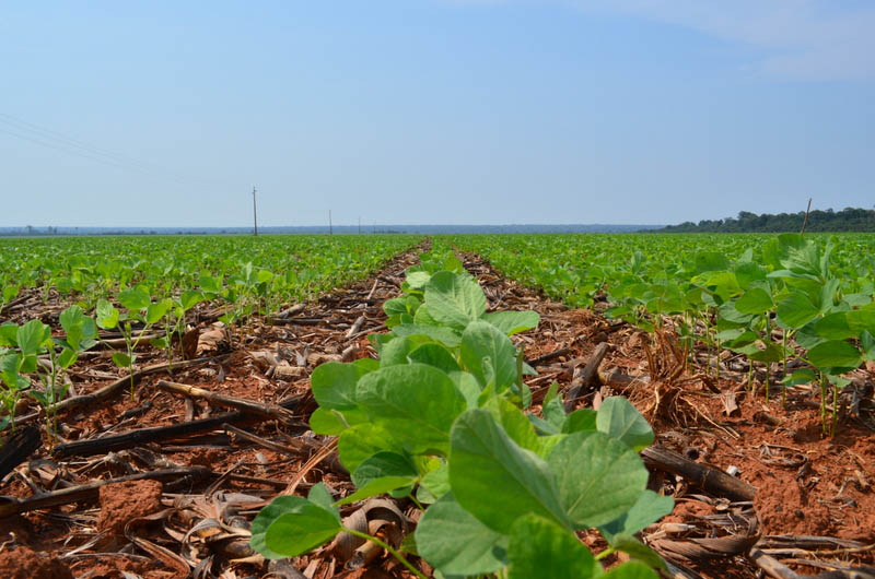 A alta do preço da soja é a principal alegação para explicar o aumento do desmatamento na região de Feliz Natal.