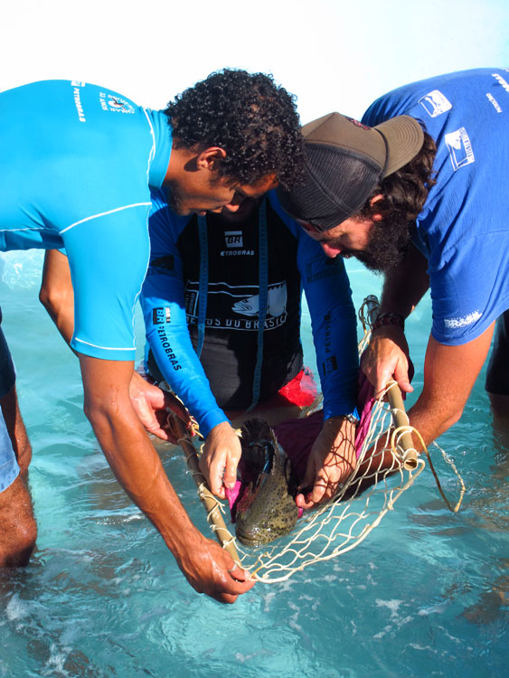 Os meros são devolvidos ao seu habitat natural. Fotos: Everson Cardoso