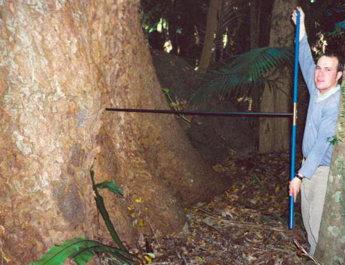 A análise de isótopos estáveis de oxigênio nos anéis de crescimento da Cedrela odorata oferece informações precisas para reconstituir o histórico das chuvas na região amazônica.