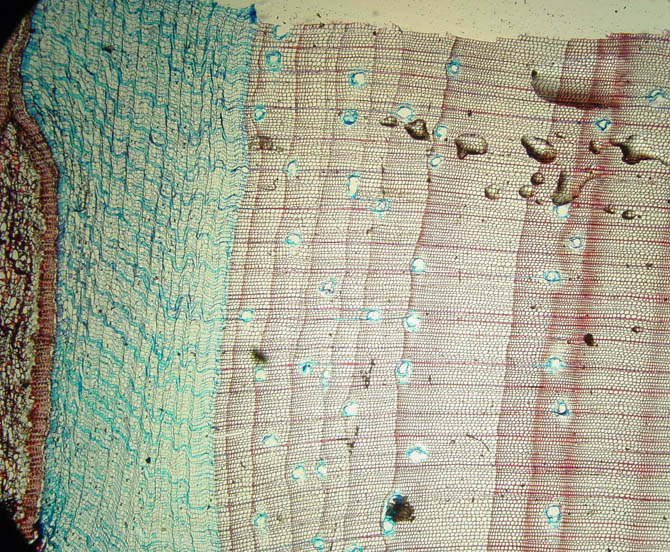 Nessa microscópica seção de um pinheiro, com 50 mícron de espessura, os anéis de crescimento são visíveis. Clique para ampliar.
