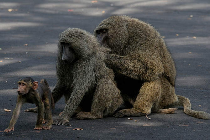 Babuíno macho Papio anubis cuida da limpeza de uma amiga enquanto o filhote cogita se deve assaltar o fotógrafo ou não. Parque Nacional Yankari, Nigéria. Foto: Fabio Olmos