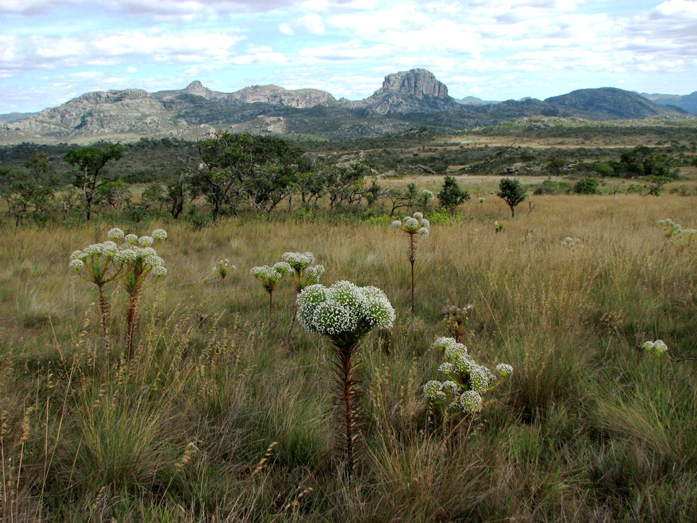 Parque Nacional das Sempre-Vivas/MG. Fotos: Felipe Ribeiro/Associação Montanhas do Espinhaço