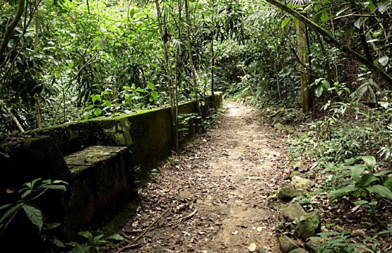 Fim do 2º trecho da Trilha dos Estudantes. Foto: Divulgação/Guia de Campo do Parque Nacional da Tijuca.