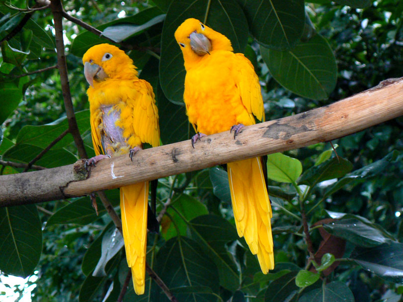 Um casal de ararajubas ([i]Guaruba guarouba[/i]). Crédito: Benny Mazur/Flickr