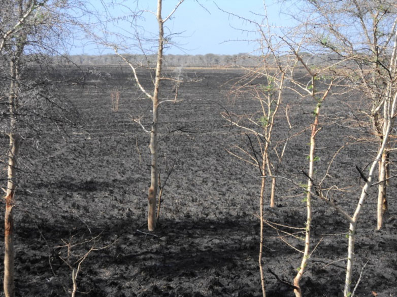 As queimadas são provocadas pelos caçadores, criadores de gado e até pelos próprios guardas dos parques para "criar condições para a vinda dos gnus".