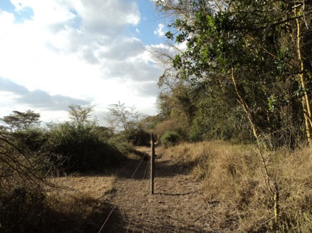 Observe-se o tamanho da vegetação protegida dentro da cerca e a degradação da parte de fora, submetida a pastoreio abusivo.