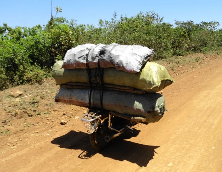 Os Masai também produzem carvão vegetal para venda nos centros urbanos próximos