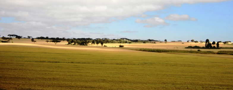 A maior ameaça ao equilíbrio ecológico das savanas e às tradições dos Masai é, sem dúvida, a produção intensiva de commodities (trigo, milho, etc.)