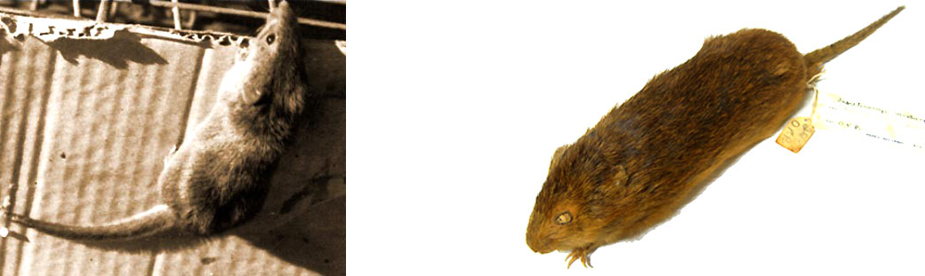 O candango que desapareceu em Brasília.