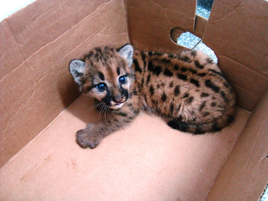 Em qualquer lugar, até em caixas. Hoje um adulto, este pequeno filhote de onça parda foi recolhido pela Policia Militar Ambientais de Naviraí (MS) em julho/12. Ele foi abandonado pela mãe em um canavial, devido ao barulho e tumulto provocados pelas máquinas. Foto: Divulgação/ PMA-MS
