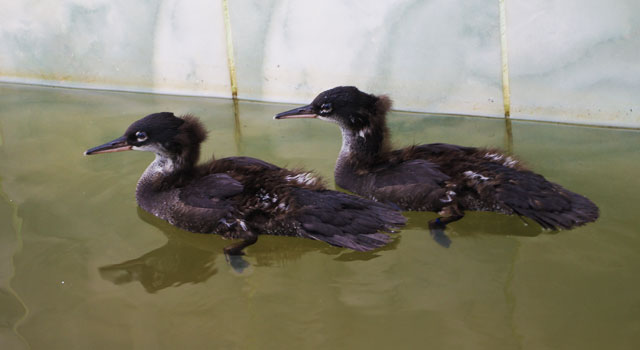 Foto: Letícia de Carvalho Dias