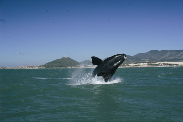 A baleia "Daiane dos Santos", campeã nos saltos. Foto: Enrique Litman