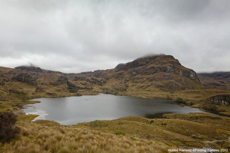Dos 28.544 hectares que conformam o Parque Nacional Cajas, 90% são páramos que mantém as mais de 230 lagoas que conformam o sistema hídrico do parque. Crédito: Rubén Ramírez, Finding Species.