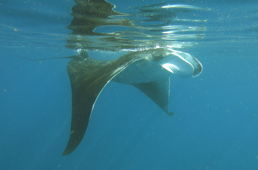 Uma raia manta filtra os ovos de bonito que flutuam na superfície. Foto: Fabio Olmos | Clique para ampliar