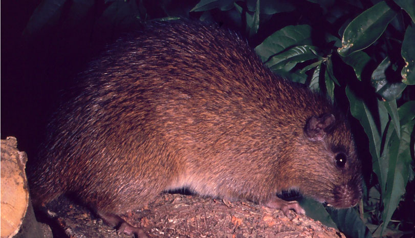A tranquila Cururuá que capturei em junho de 1994 posa para uma foto. Até recentemente essa era a única foto de um exemplar vivo desta espécie. Foto: Fabio Olmos