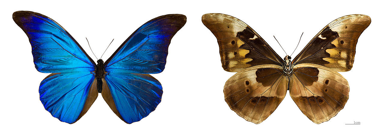 O dorso e o ventre de uma borboleta da espécie [i]Morpho rhetenor[/i]. Crédito: Didier Descouens/Wikimedia Commons.