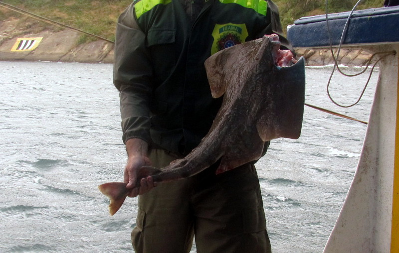 Espécie ameaçada de extinção é apreendida na costa de São Paulo. Foto: Ricardo Hiar e Ibama.