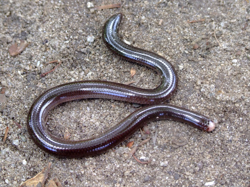 A Amerotyphlops arenensis, batizada em homenagem à cidade de Areia (PB). Foto: Divulgação.