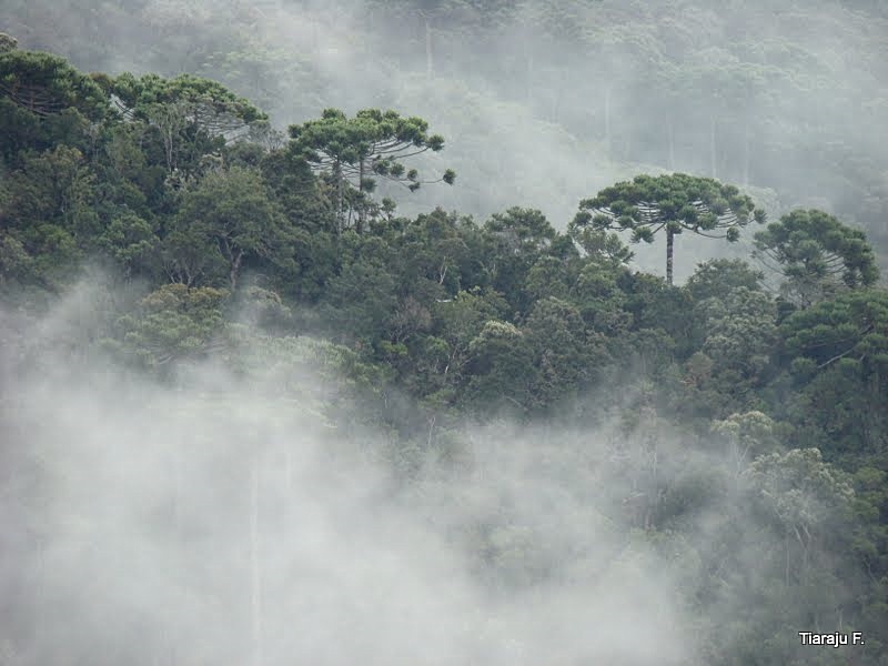 Araucárias na Serra da Mantiqueira. Foto: Tiajaju. F/Mantiqueira Viva.