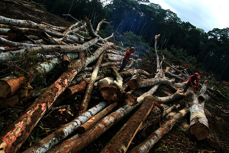 Acima, foto de área desmatada na região de Gurupá-Melgaço, no Pará. Foto: Antonio Cruz/Agência Brasil.