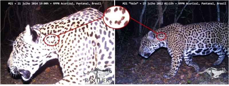 Comparação para mostrar identificação positiva do macho M21, batizado com o nome de Coração, de fotos tiradas em 2012 e 2014. A roseta marcada com o circulo é uma das características no seu padrão de pintas que usamos para a sua identificação. A foto da esquerda foi tirada recentemente, na noite em que ele passou por trás da casa dos caseiros, mencionado no texto; ele retornou apenas 6 minutos depois, em uma segunda foto.