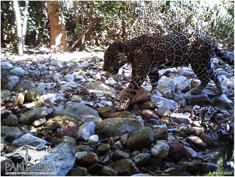 Macho jovem de onça-pintada M17, "Pedrão", fotografado na última estação de armadilhas-fotográficas, no fundo do Segundo Vale, em Acurizal (Panthera / A. Devlin 2013).