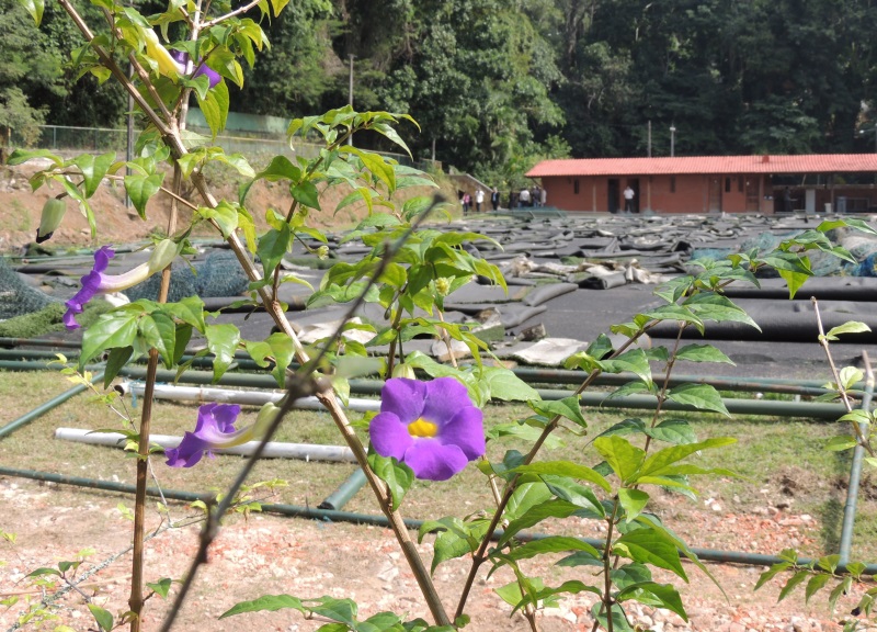Campo de futebol do Clube Caxinguelê, área que acaba de ser reintegrada definitivamente ao jardim por decisão da Justiça. No local, serão erguidas estufas para orquídeas, expandindo as coleções científicas. Foto: Cláudia Lopes/JBRJ.