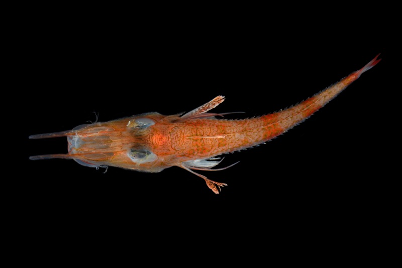 [i]Peristedion sp[/i], também conhecido como "cabrinha de fundo", é outra espécie encontrada em águas profundas. Foto: Banco de Imagens Projeto Tamar.
