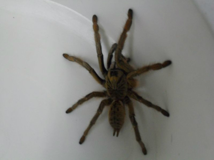 A introdução de animais silvestres no país sem a devida autorização configura crime ambiental. Foto: Fonte Fiscalização/Ibama.