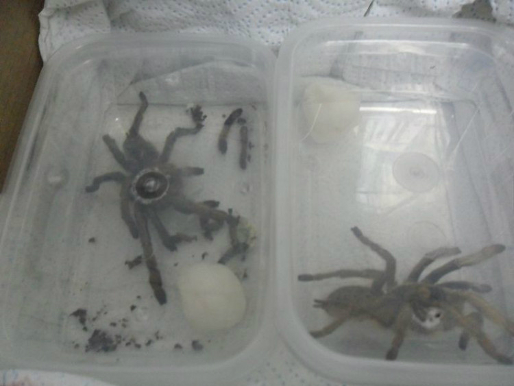 Raio-X “dedurou” a encomenda inusitada. Foto: Fonte Fiscalização/Ibama.