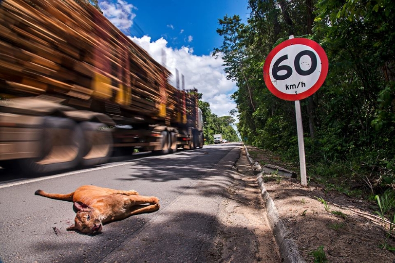 Onça foi atropelada ao tentar atravessar a pista. Foto: Instituto Últimos Refúgios/Facebook.