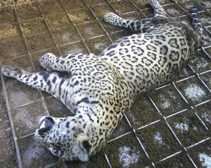 Atropelamento de onça na rodovia 262, entre Miranda e Corumbá, Mato Grosso do Sul. Foto: Leandro Loio/Facebook.