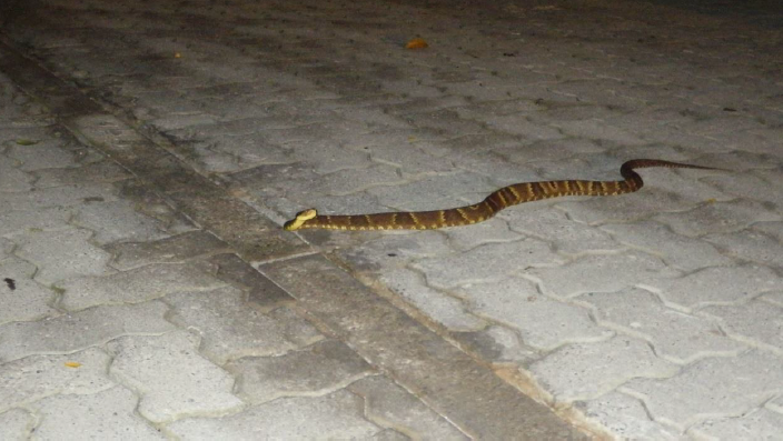 Jararaca atravessa trecho novo da estrada. Calor absorvido pelo cimento do trecho pavimentado atrai animais que precisam termoregular à noite como cobras e anfíbios, aumentando o risco de atropelamentos