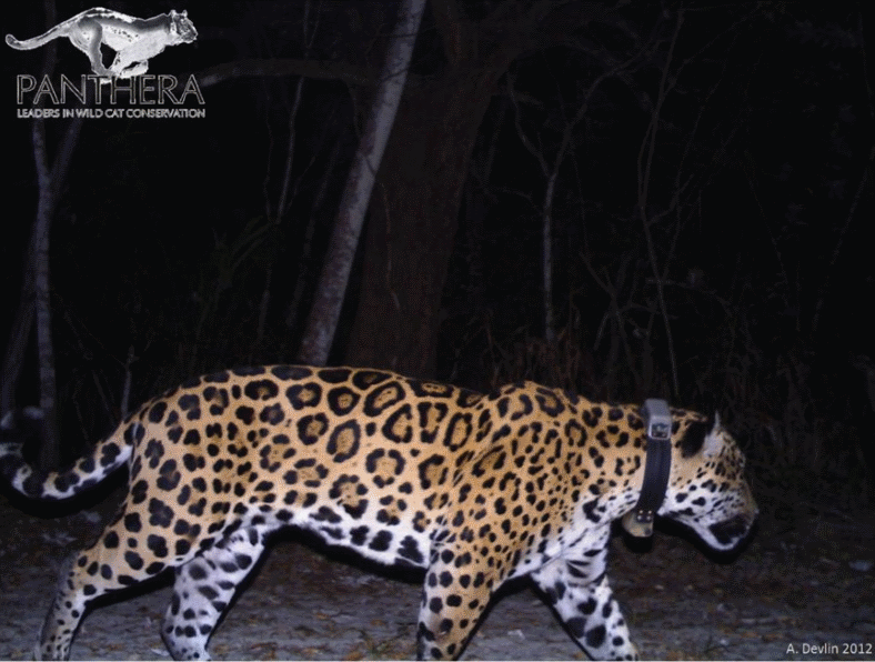 M08 "Big George" portando um colar GPS, em 2011, patrulha a Estrada principal, ao lado da sede da RPPN Acurizal. Foto: Panthera/A. Devlin 2012.