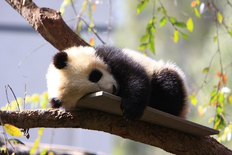 Panda filhote descansa no Zoológico de São Diego, EUA. População se recupera devido aos programas de reprodução de cativeiro. Foto: Fortherock.