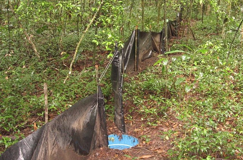 Pitfall traps -- A armadilha consiste em baldes plásticos enterrados no solo até o nível da boca. A lona serve de muro. A captura acontece quando os animais acompanham as lonas para tentar chegar ao outro lado, interditado. Foto: Divulgação.