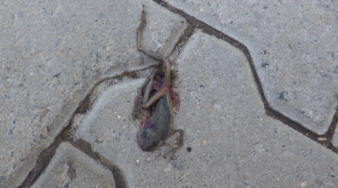 Imagem de perereca atropelada no trecho novo registrada no laudo de inspeção feito pela Unifesp. Imagens: Divulgação