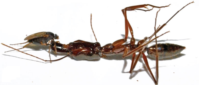 Uma fêmea de [i]D. longirastrata[/i] decapta uma formiga [i]Odontomachus[/i], perto de Cabo Verde (MG). Foto: Wendy Porras