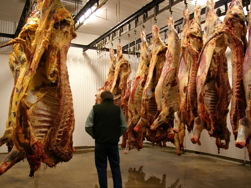 Carne pendurada no refrigerador de uma unidade de processamento. Uma rotina que afeta os trabalhadores que a vivenciam. Foto: