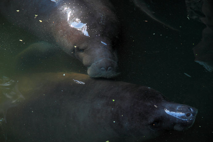 Dois peixes-boi amazônicos Trichecus inunguis resgatados de caçadores no centro de recuperação da Fundacíon Iquitos, no Peru. Foto: Fabio Olmos