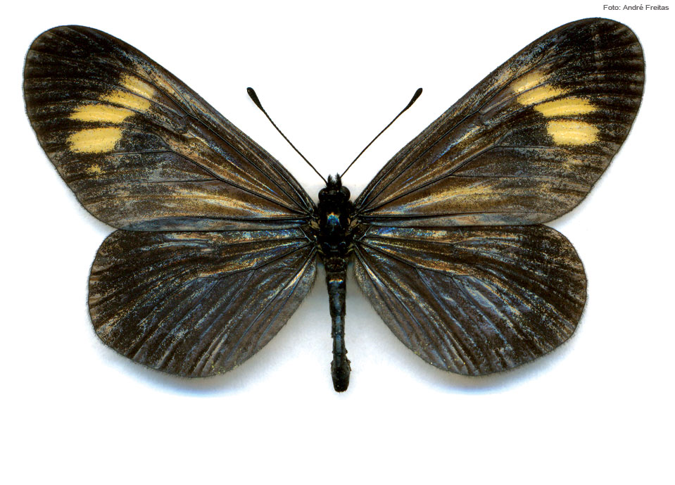 Actinote zikani. Foto: André Freitas / Laboratório de Borboletas da Unicamp