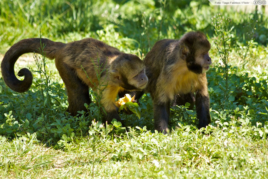 A um oceano de distância de sua casa, uma dupla de Sapajus xanthosternos passeia pelo Zoológico de Lisboa, Portugal. Foto: Tiago Falótico/Flickr
