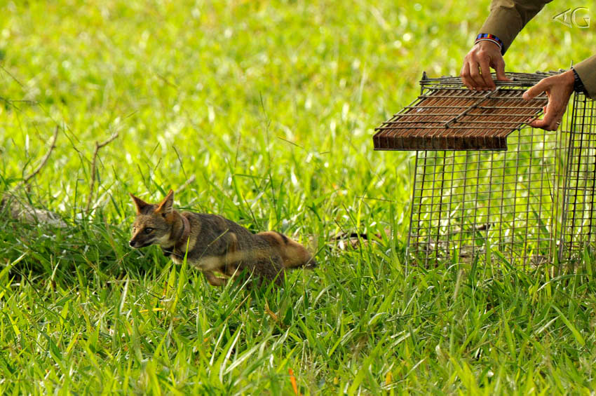 Mais uma raposinha solta por Fred.