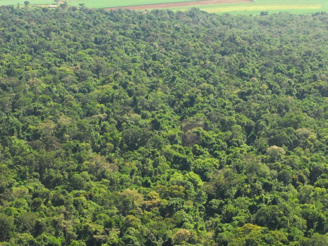 Local onde passa a Estrada do colono, tomada pela vegetação, após 10 anos fechada. Foto: Apolonio Rodrigues/ICMBio.